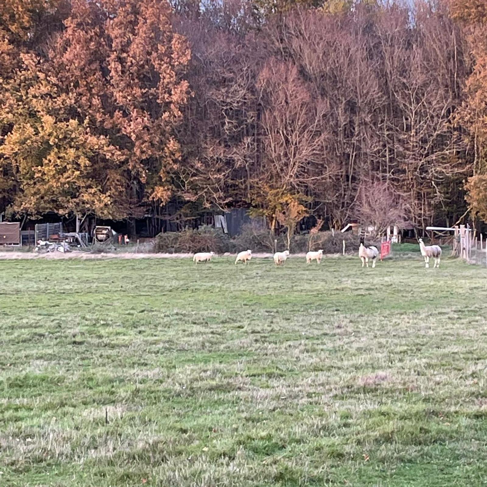 La Fermette Aux Lamas Savigny-Lévescault Kültér fotó
